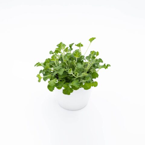 Pelargonium odoriferous "Lemon Fresh"