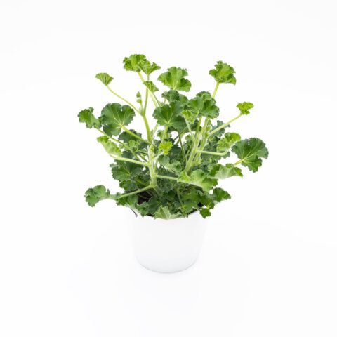 Pelargonium odoriferous "Cola Fresh"