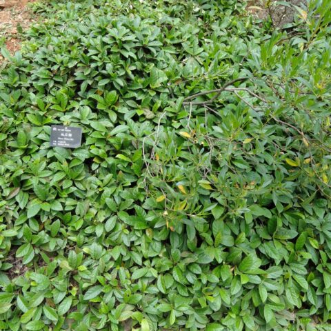 Ficus tikoua