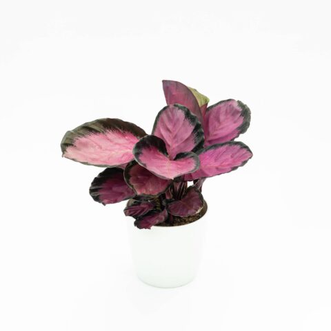 Calathea roseopicta "Rosy"