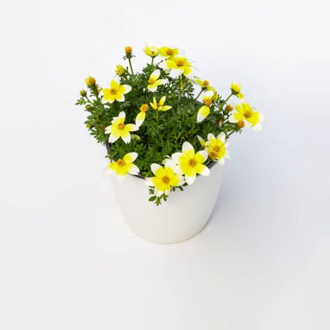 Bidens "Giallo-Bianco"