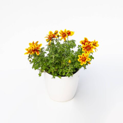 Bidens "Giallo-Rosso"