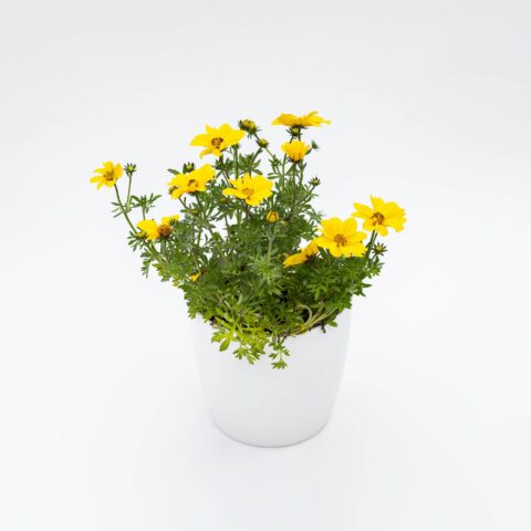 Bidens "Giallo"
