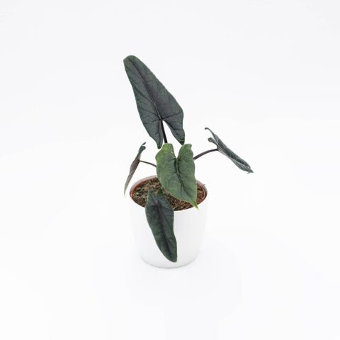 Alocasia scalprum
