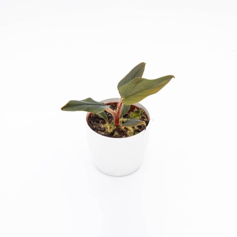 Philodendron serpens