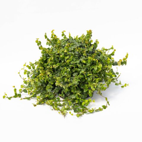 Ficus repens