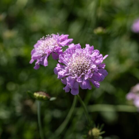 Scabiosa columbaria "Pink Mist"