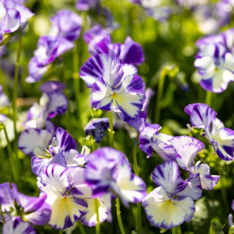 Viola pubescens "Rebecca Cawthorne"