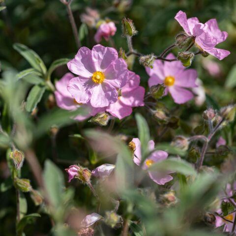 Cistus x skanbergii