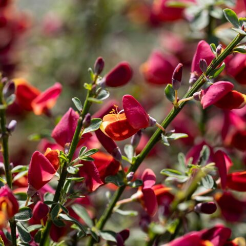 Cytisus scoparius "Red Lion"