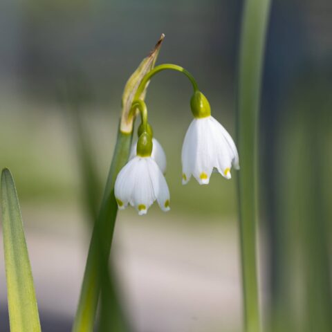 Leucojum aestivum - Campanella (10 BULBI)