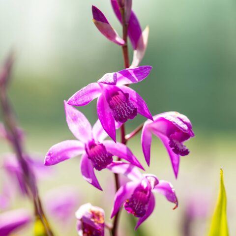 Bletilla striata
