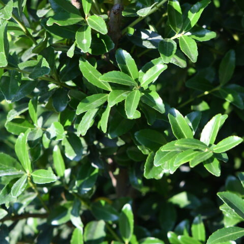 Ilex maximowicziana "Kanehirae"