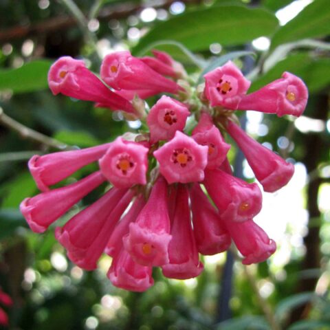 Cestrum fasciculatum "Newellii"