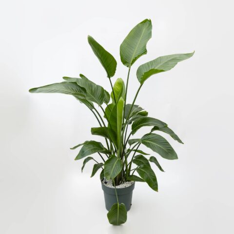 Strelitzia nicolai in idrocoltura