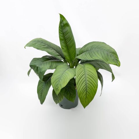 Spathiphyllum "Sensation" in idrocoltura