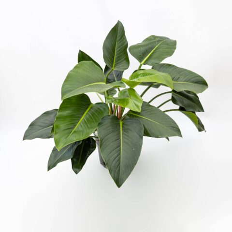 Philodendron "Green Beauty" in idrocoltura