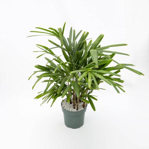 Rhapis excelsa in idrocoltura