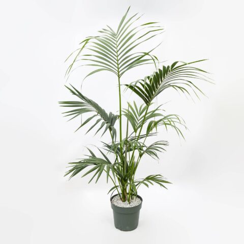 Kentia in idrocoltura