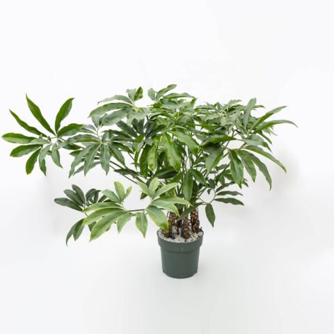 Philodendron "Fun Bun" in idrocoltura