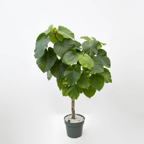 Ficus umbellata in idrocoltura