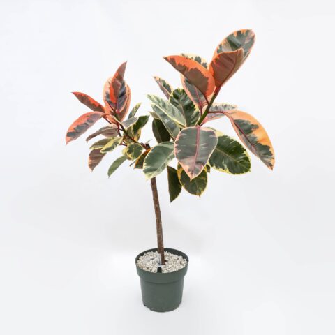 Ficus elastica "Belize" in idrocoltura