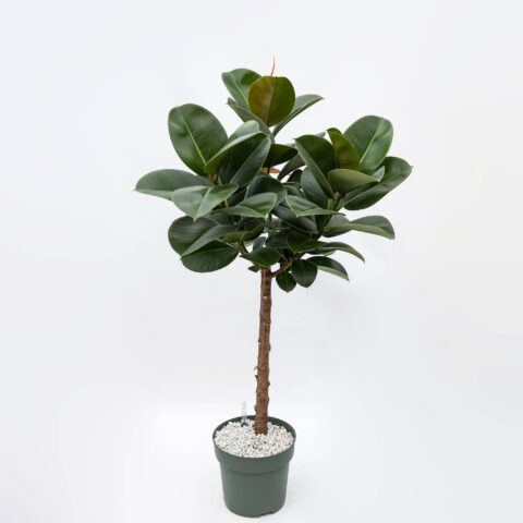 Ficus elastica "Robusta" in idrocoltura