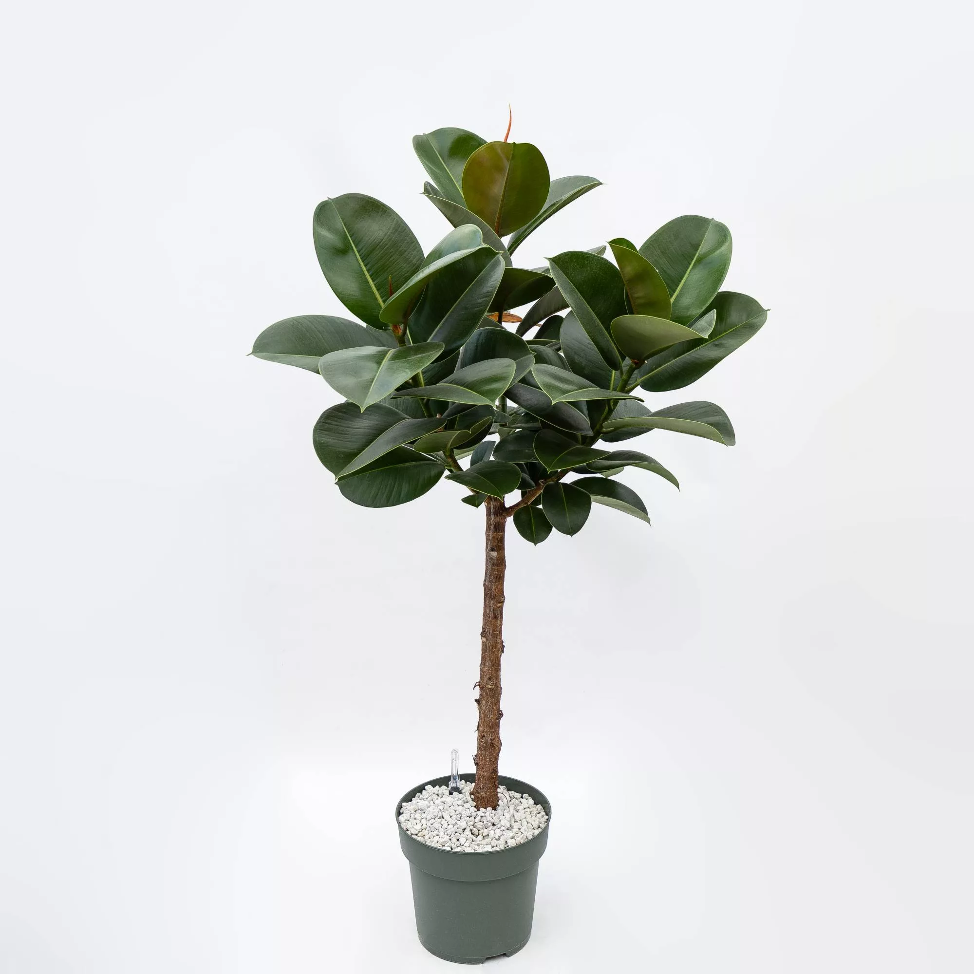 Ficus elastica "Robusta" in idrocoltura
