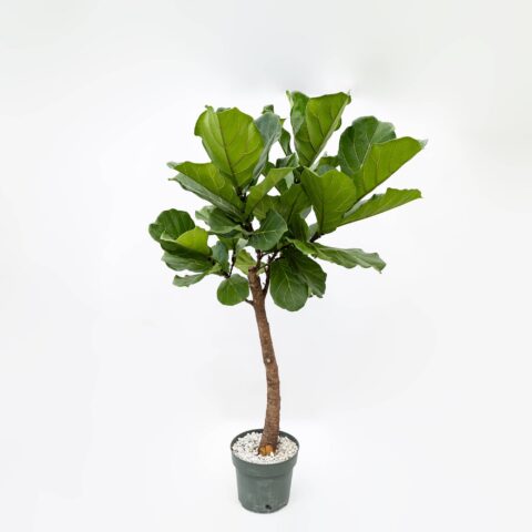 Ficus lyrata in idrocoltura