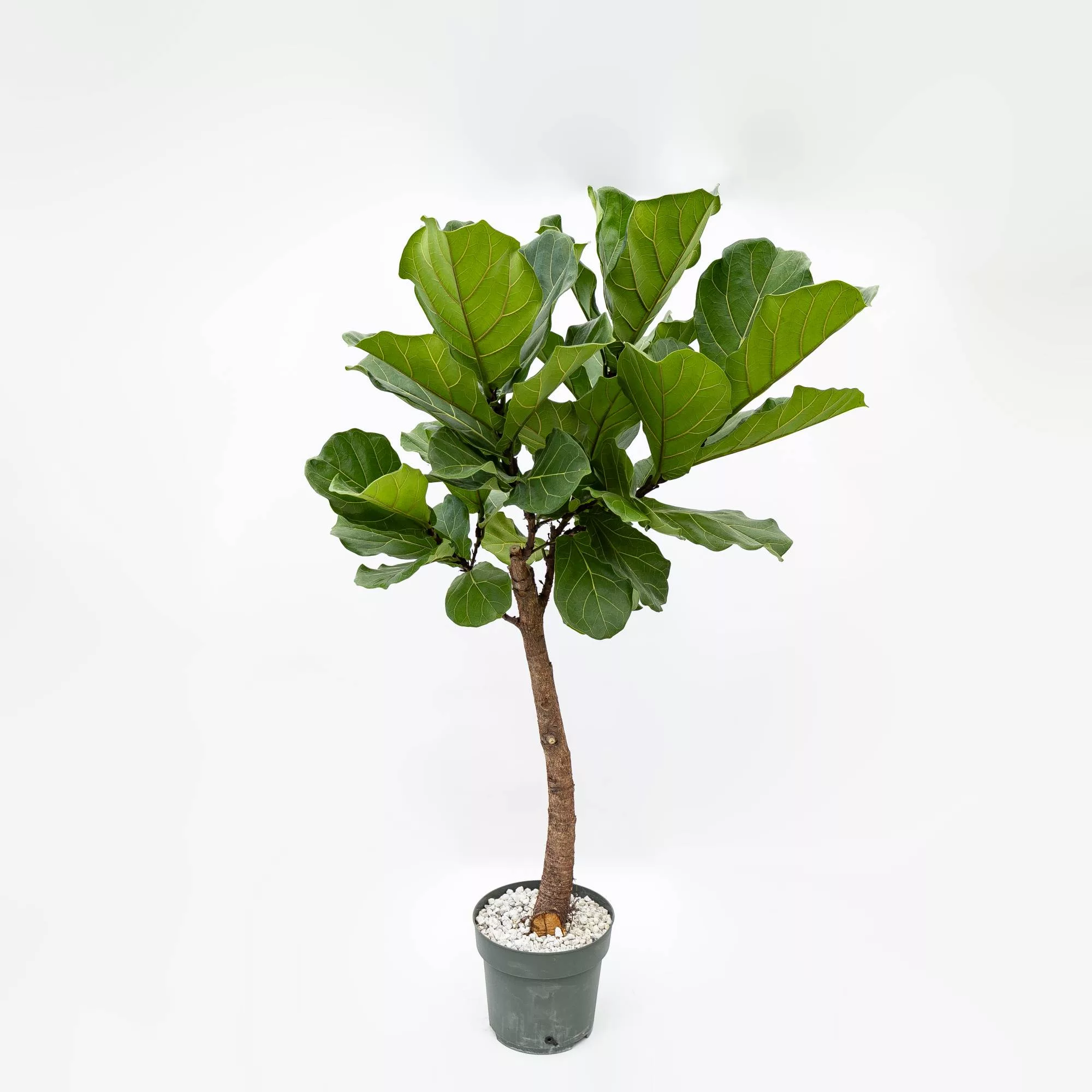 Ficus lyrata in idrocoltura