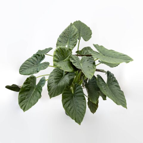 Alocasia wentii in idrocoltura