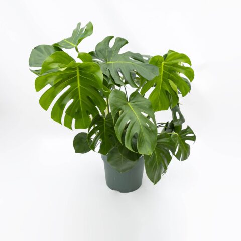 Monstera deliciosa in idrocoltura