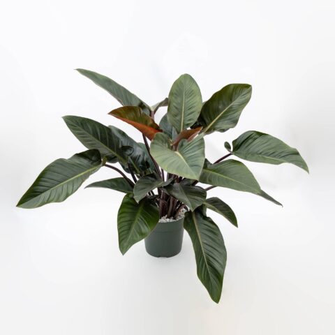 Philodendron "Red Beauty" in idrocoltura