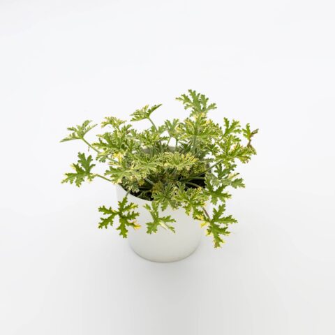 Pelargonium odoriferous "Mint Fresh"