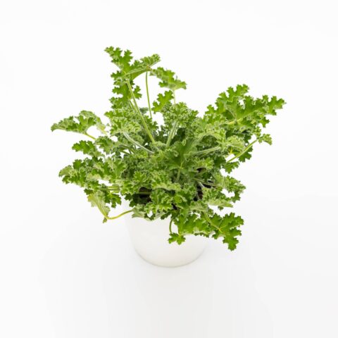 Pelargonium odoriferous "Melon Fresh"