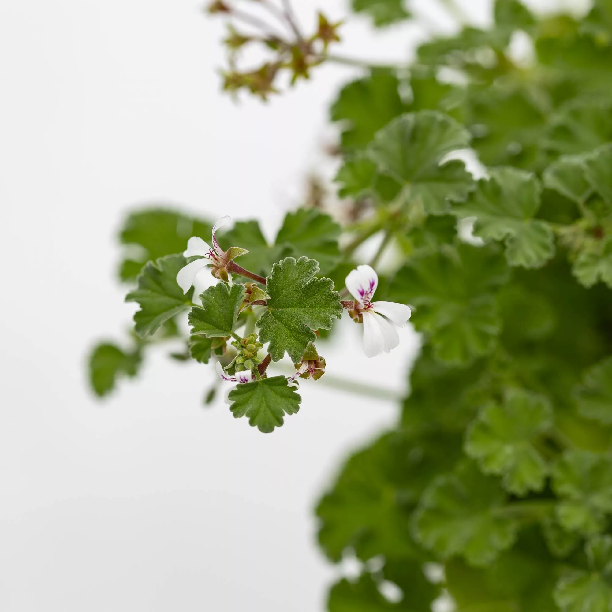 Pelargonium odoriferous "Apple Fresh"