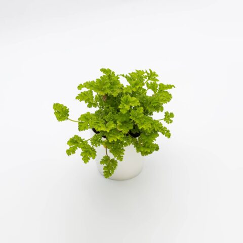 Pelargonium odoriferous "Choco Fresh"