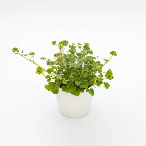Pelargonium odoriferous "Apple Fresh"