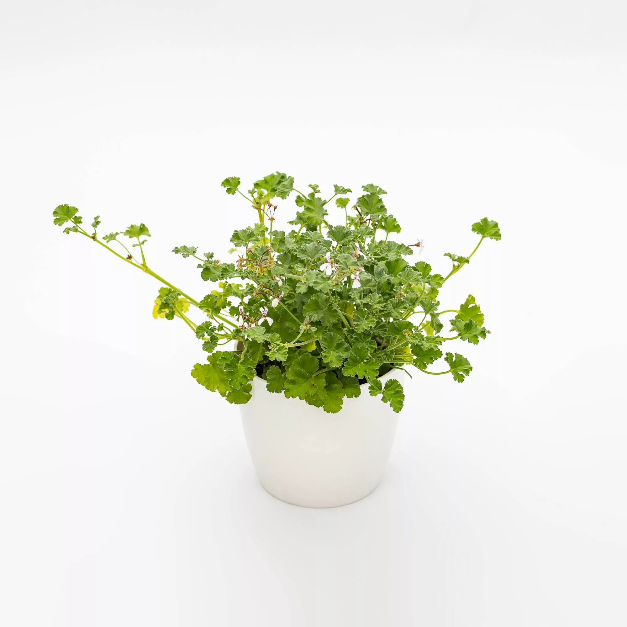 Pelargonium odoriferous "Apple Fresh"