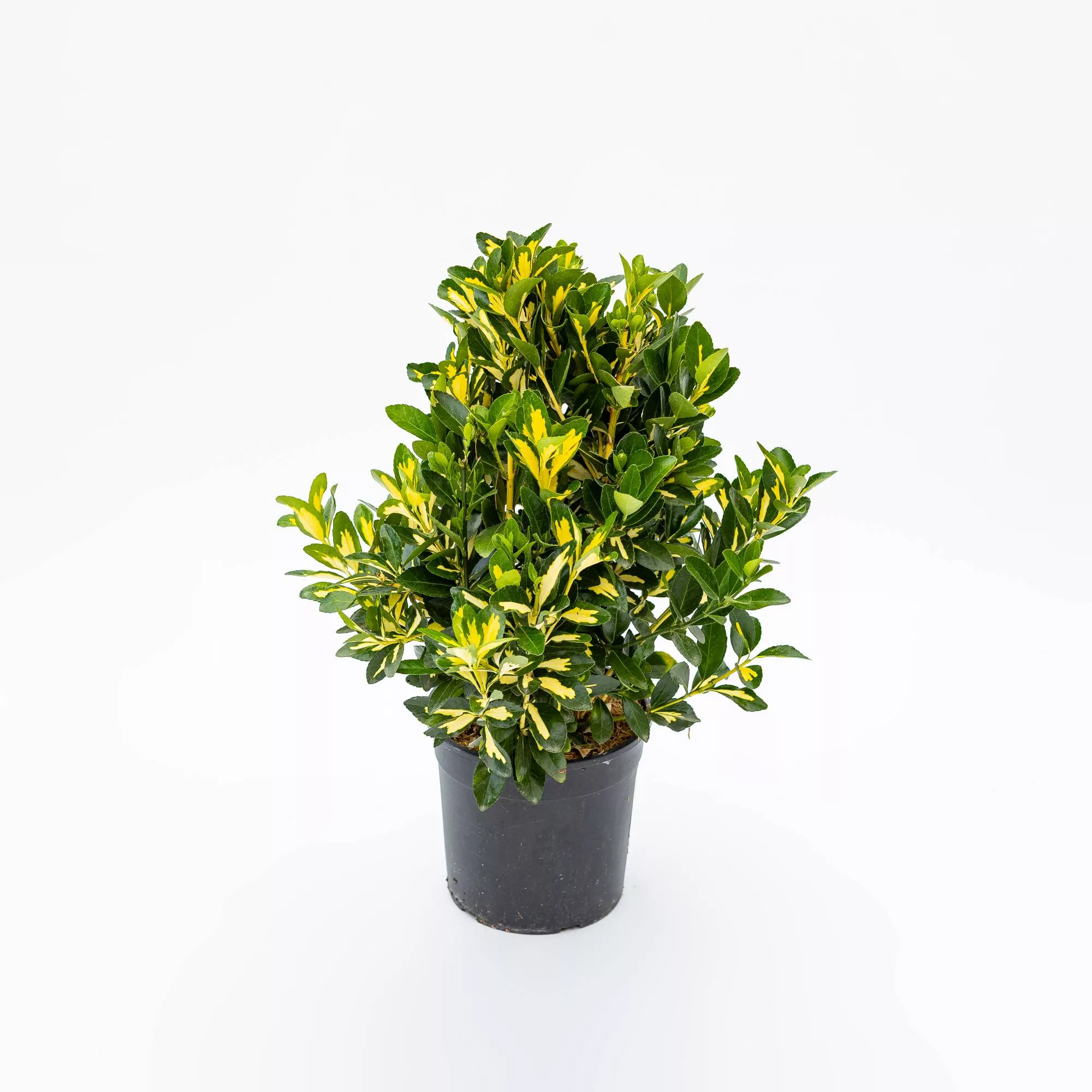 Euonymus japonicus "Luna Gold"