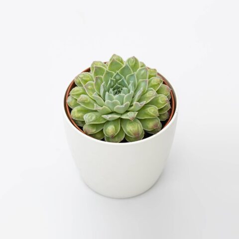 Echeveria "Rain Drops"