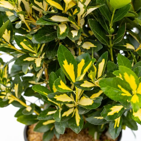 Euonymus japonicus "Luna Gold"