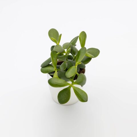 Crassula ovata "Compact Sunset"