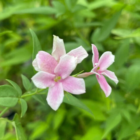 Jasminum "Starry Summer Scent"