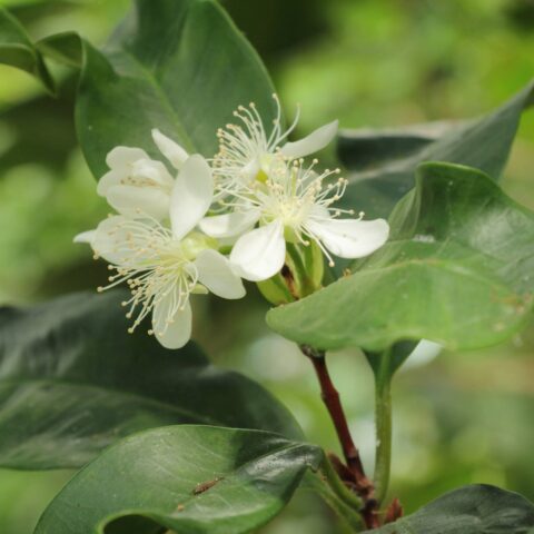 Pimenta dioica