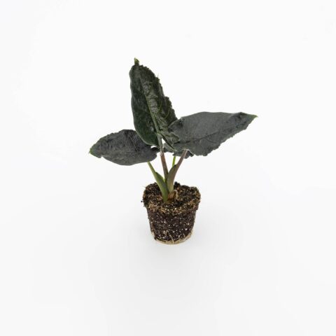 Alocasia "Antoro Velvet" Baby Plant