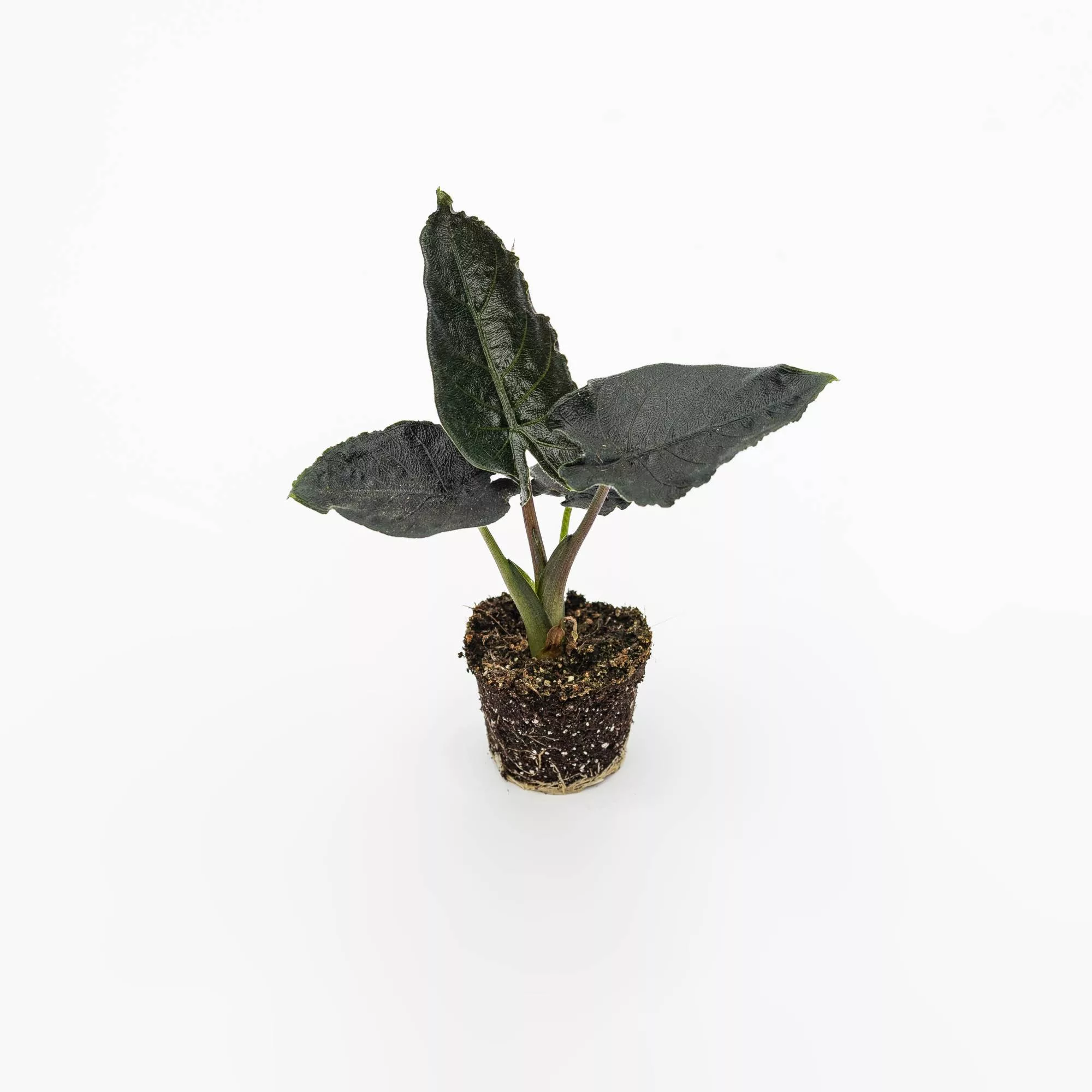 Alocasia "Antoro Velvet" Baby Plant