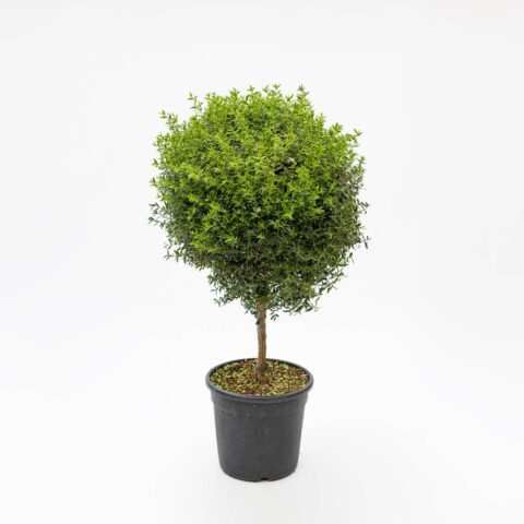 Myrtus communis "Microphylla" - alberello