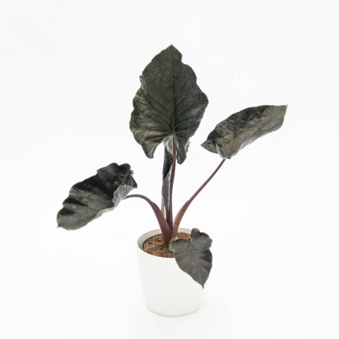 Alocasia "Antoro Velvet"