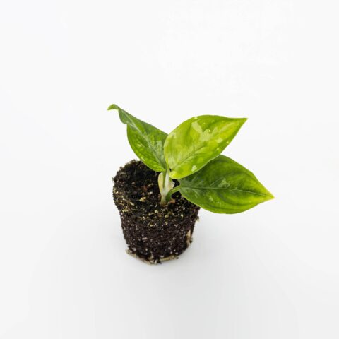 Aglaonema pictum "Tricolor" Baby Plant